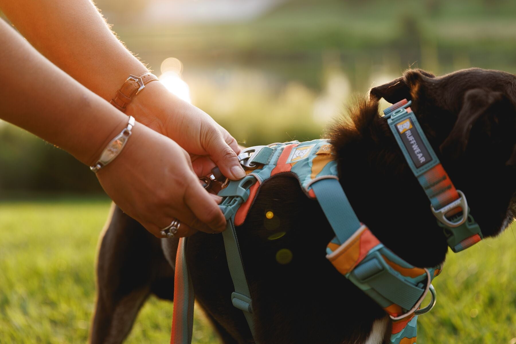 Wandergeschirre für Hunde