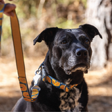 Robuste Halsbänder und Leinen für Hunde