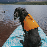 Schwimmwesten für wasserliebende Hunde