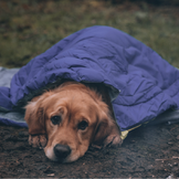 Kutyaágyak és szőnyegek utazáshoz