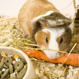 Mangimi principali e complementari per roditori e conigli nani