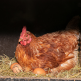 Nidi per la deposizione delle uova per le galline