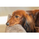 Designed by Lotte Ortho Hundebett Soft Essence Mokka - 65x60 cm