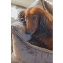 Designed by Lotte Ortho Hundebett Soft Essence Mokka - 65x60 cm