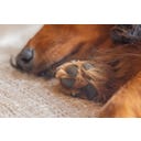 Designed by Lotte Ortho Hundekissen Wave Essence 100 cm - Beige