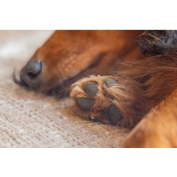 Designed by Lotte Ortho Hundekissen Wave Essence 100 cm - Beige