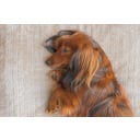 Designed by Lotte Ortho Hundekissen Wave Essence 100 cm - Beige