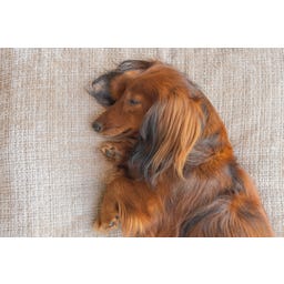 Designed by Lotte Ortho Hundekissen Wave Essence 100 cm - Beige