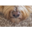 Designed by Lotte Ortho Hundekissen Wild Essence 100 cm - Beige
