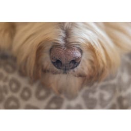 Designed by Lotte Ortho Hundekissen Wild Essence 100 cm - Beige