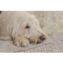 Designed by Lotte Ortho Hundekissen Maze Essence 100 cm - Beige