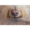 Designed by Lotte Ortho Hundekissen Maze Essence 100 cm - Beige