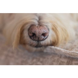 Designed by Lotte Ortho Hundekissen Maze Essence 100 cm - Beige