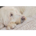 Designed by Lotte Ortho Hundekissen Maze Essence 100 cm - Beige