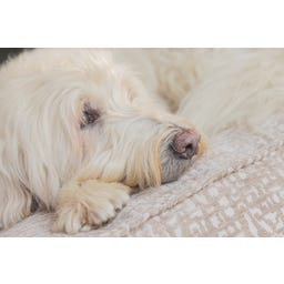 Designed by Lotte Ortho Hundekissen Maze Essence 100 cm - Beige