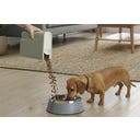 Curver Petlife Futtercontainer Hund/Katze Misty Green - 2 Liter