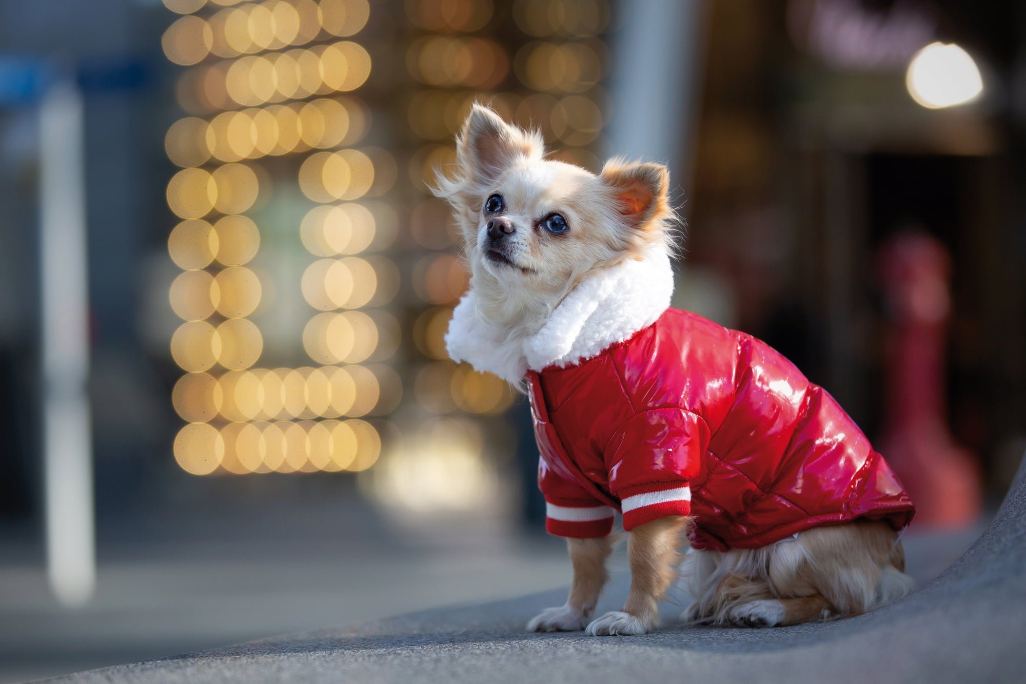 Croci XMAS Steppjacke Red Snow - 35 cm