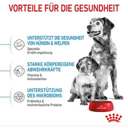 Royal Canin Pasja hrana Medium Starter - 15 kg