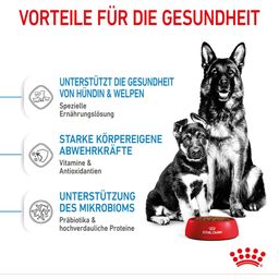 Royal Canin Maxi Starter - 15 kg