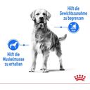 ROYAL CANIN LIGHT WEIGHT CARE Medium - 3 kg