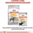 Royal Canin Dermacomfort Maxi - 12 kg
