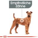 Royal Canin Dental Care Medium - 10 kg