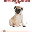 Royal Canin Pug Puppy - 1,50 kg