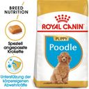 Royal Canin Pasja hrana Poodle Puppy - 3 kg