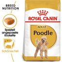 Royal Canin Pasja hrana Poodle Adult