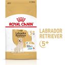 Royal Canin Labrador Retriever Adult 5+