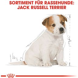 Royal Canin Jack Russell Terrier Puppy - 1,50 kg