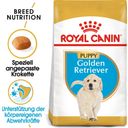 Royal Canin Pasja hrana Golden Retriever Puppy - 12 kg