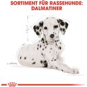 ROYAL CANIN Dalmata Puppy - 12 kg