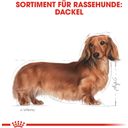 Royal Canin Pasja hrana Dachshund Adult - 1,5 kg