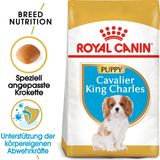 Royal Canin Cavalier King Charles Puppy