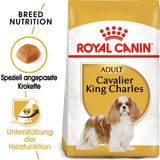 Royal Canin Pasja hrana Cavalier King Charles Adult