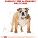 Royal Canin Bulldog Adult - 3 kg