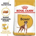 Royal Canin Pasja hrana Boxer Adult