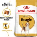 Royal Canin Pasja hrana Beagle Adult - 12 kg