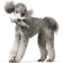 Hundespielzeug Skagen Seerobbe 25 cm, Polyester grau - 1 Stk
