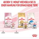 Royal Canin Kitten Nassfutter in Gelee 12x85 g - 1.020 g