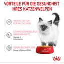 Royal Canin Kitten Nassfutter in Gelee 12x85 g - 1.020 g