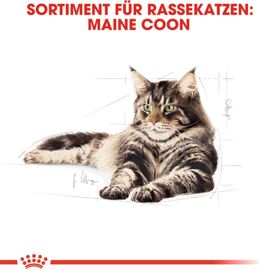Royal Canin Maine Coon Adult in Soße 12x85 g - 1.020 g