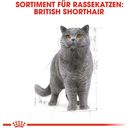 Royal Canin British Shorthair Adult in Soße 12x85 g - 1.020 g