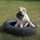 Hundespielzeug KONG Tyres M/L - 1 Stk