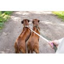 Designed by Lotte Collare per Cani Velura, Verde - 48-70X25