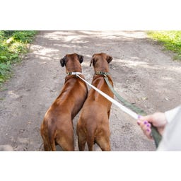 Designed by Lotte Collare per Cani Velura, Verde - 48-70X25