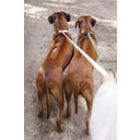 Designed by Lotte Collare per Cani Velura, Verde - 48-70X25