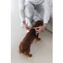 Designed by Lotte Pettorina per Cani Velura, Grigio - S