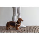 Designed by Lotte Pettorina per Cani Velura, Grigio - S